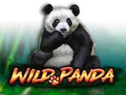 Wild panda